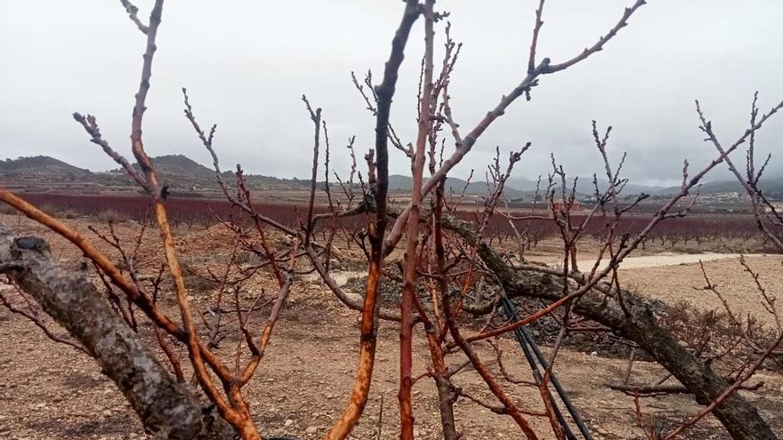 Conejos y muflones le pegan un bocado a viñedos y almendros en la provincia de Alicante