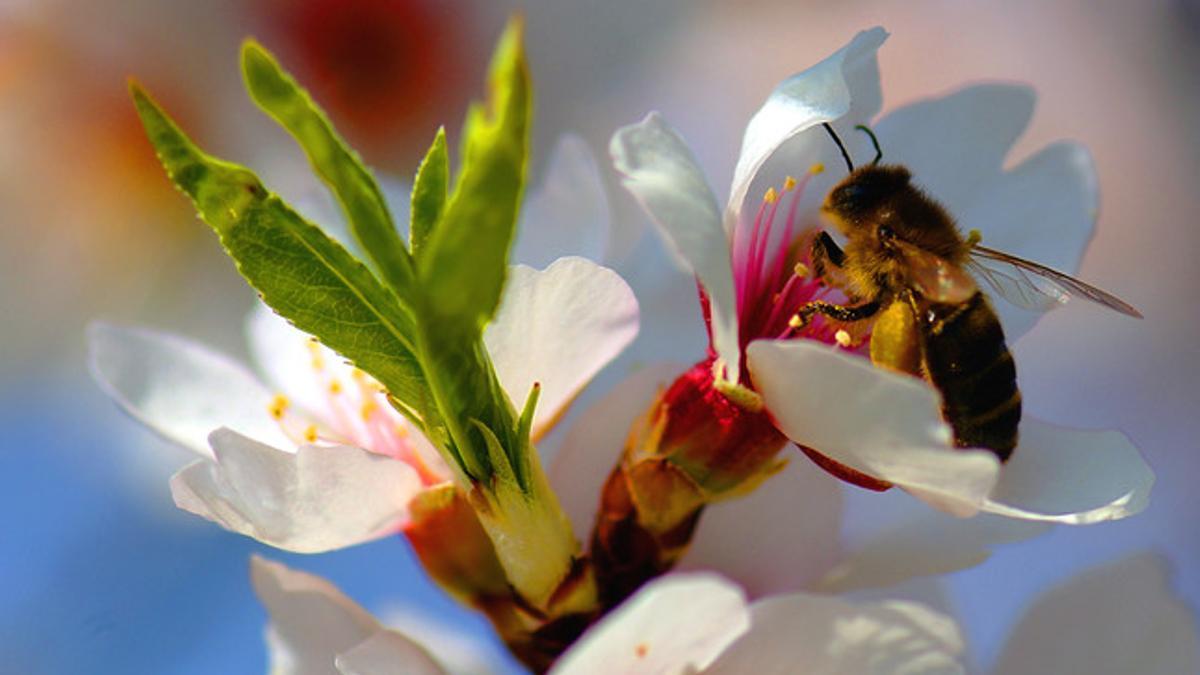 Una abeja, en un almendro en flor.