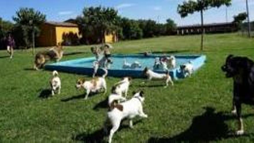 La residència canina on s&#039;allotgen els animals.