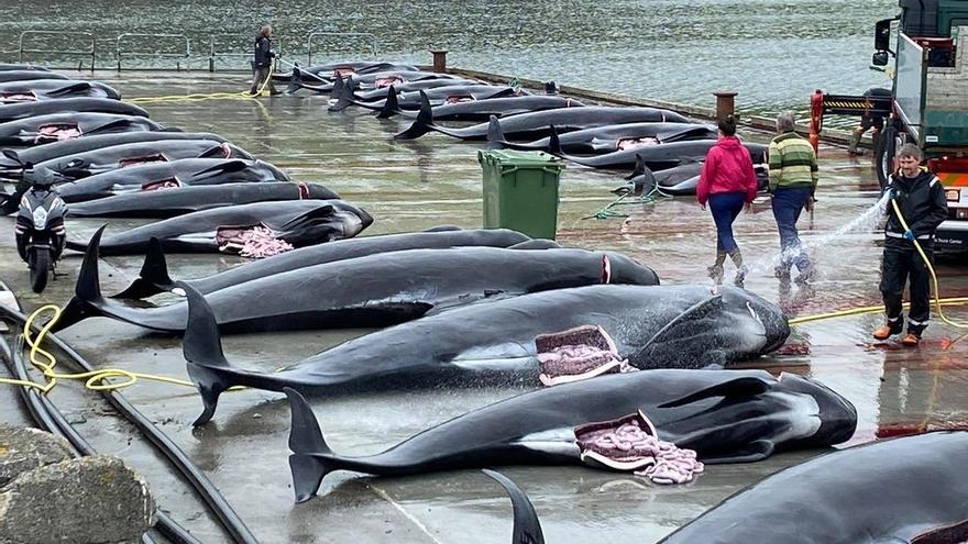 Delfines capturados el mes de septiembre