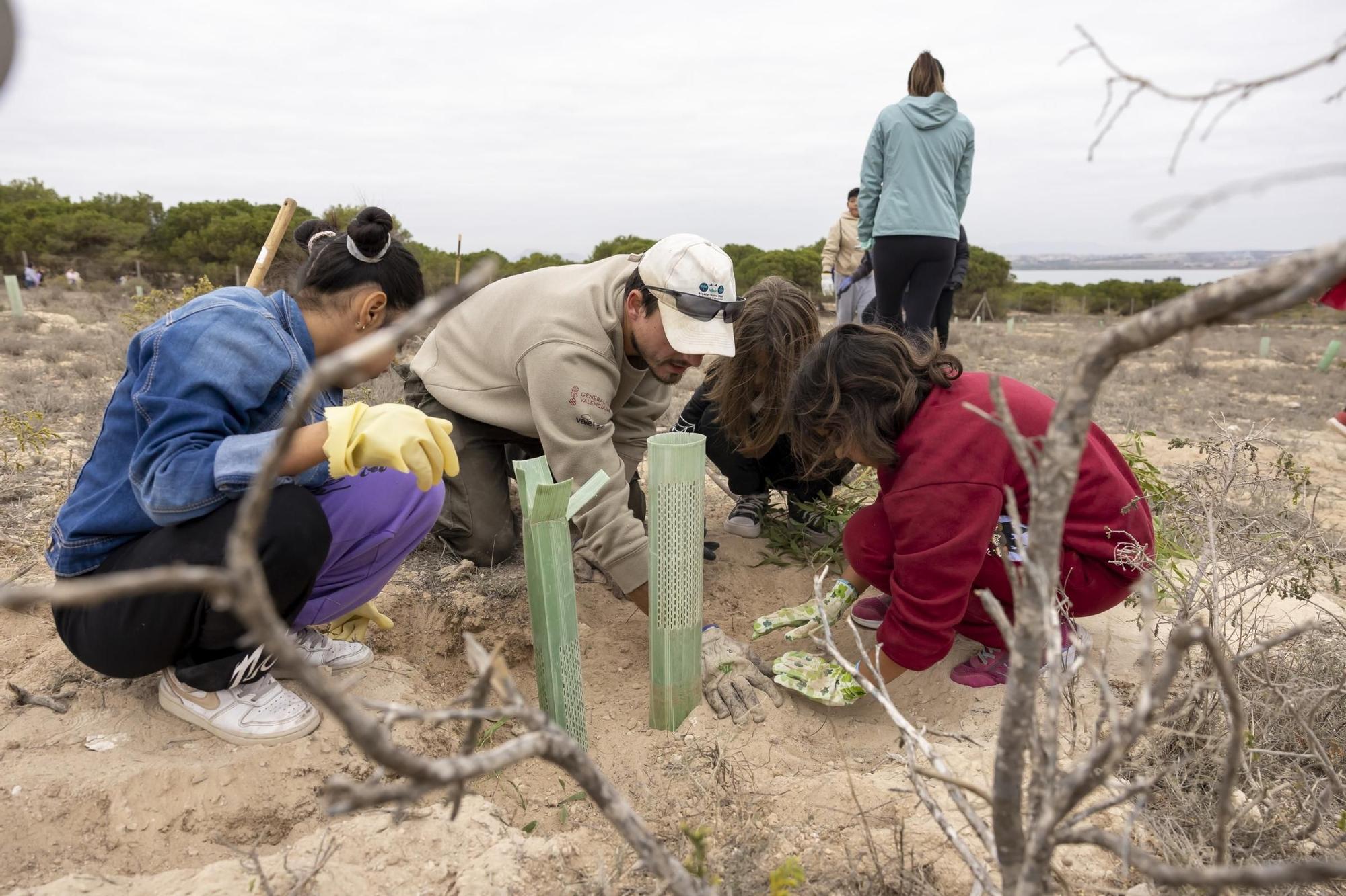 800 escolares se implican en la celebración del Día del Árbol con la plantación de especies autóctonas en torno a la laguna de La Mata de Torrevieja