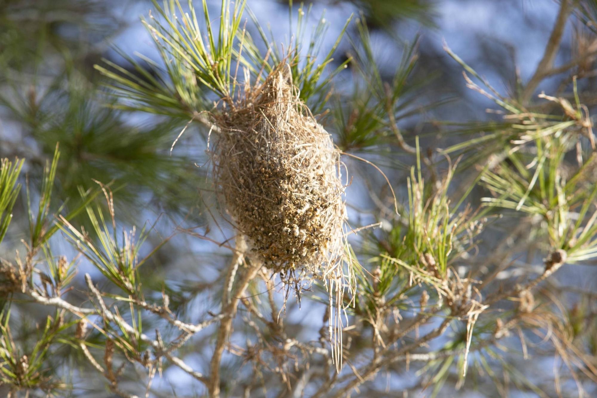 La procesionaria, una plaga que se expande en las zonas naturales