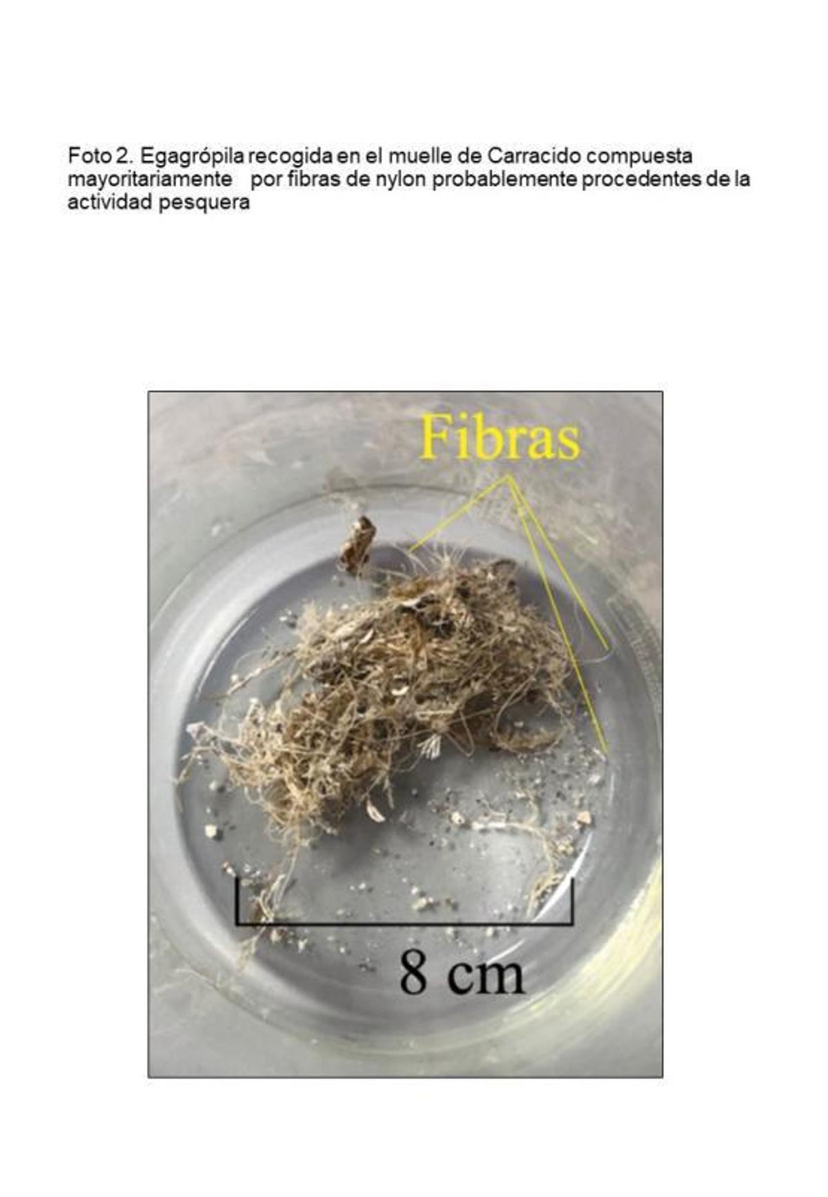 Investigadores constatan en la colonia de gaviotas de Cíes la ingesta de microplásticos