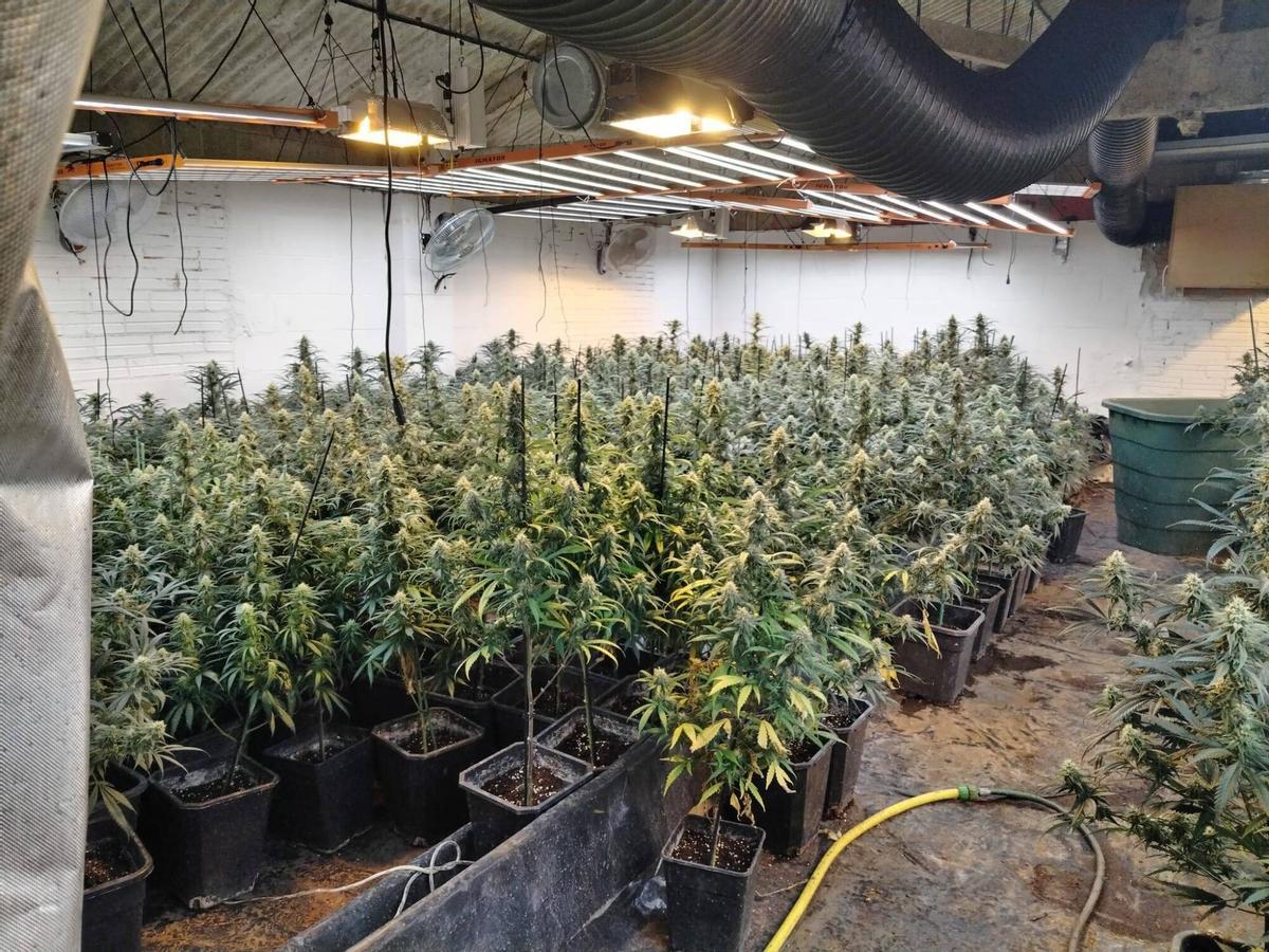Imagen de archivo de una plantación de marihuana.