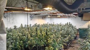 Imagen de archivo de una plantación de marihuana 