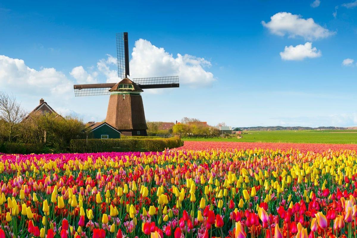 Campo de Tulipanes, Holanda