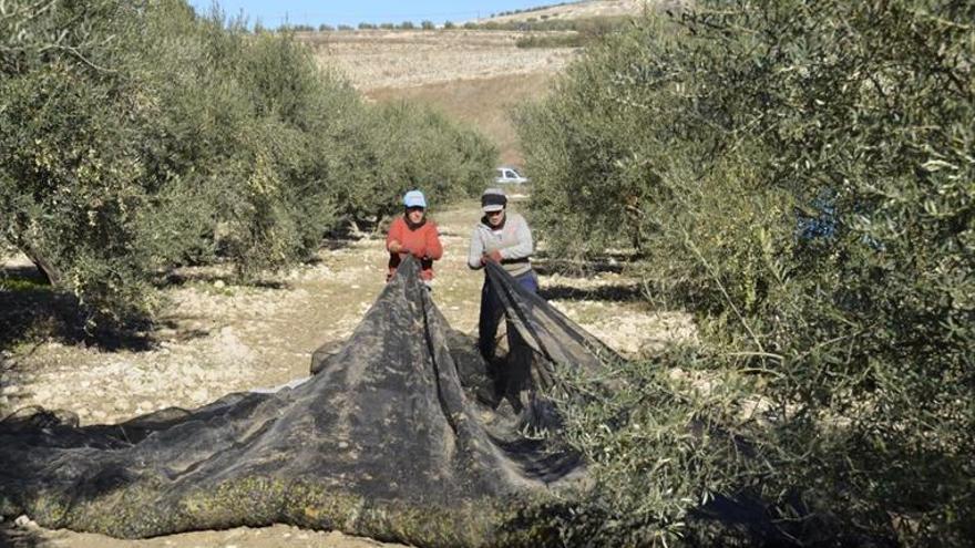 La sequía, la comercialización y la PAC, entre los retos del olivar