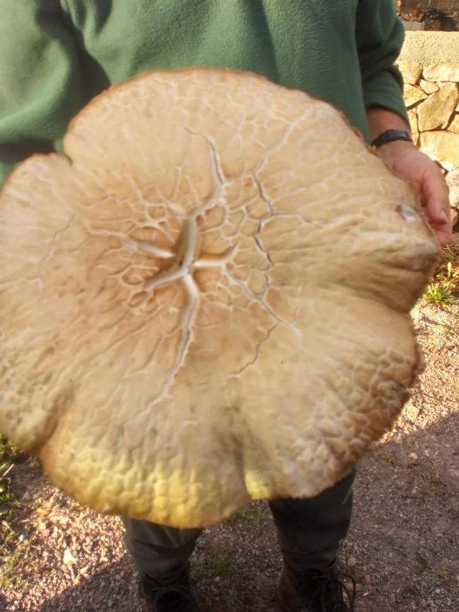 Una gírgola de 1,3 kilos en Vilafranca