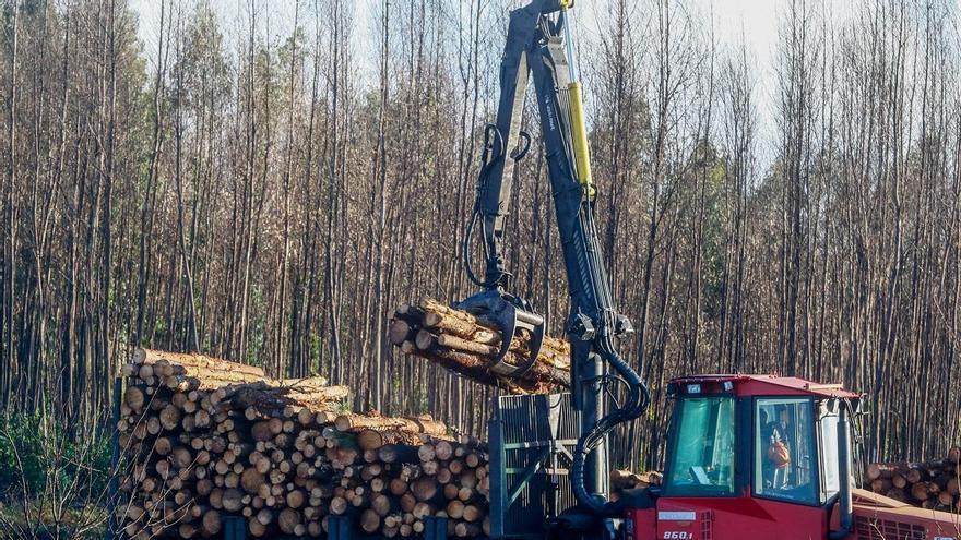 El mapa del negocio de la tala de madera: la «hucha» forestal del norte de Galicia triplica al sur