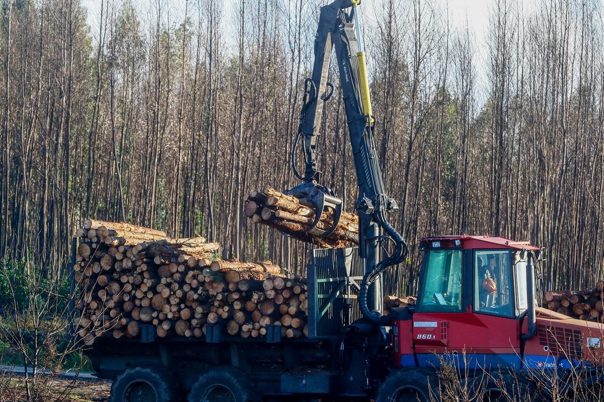 Tala de madera para su venta, tras un incendio en Galicia.