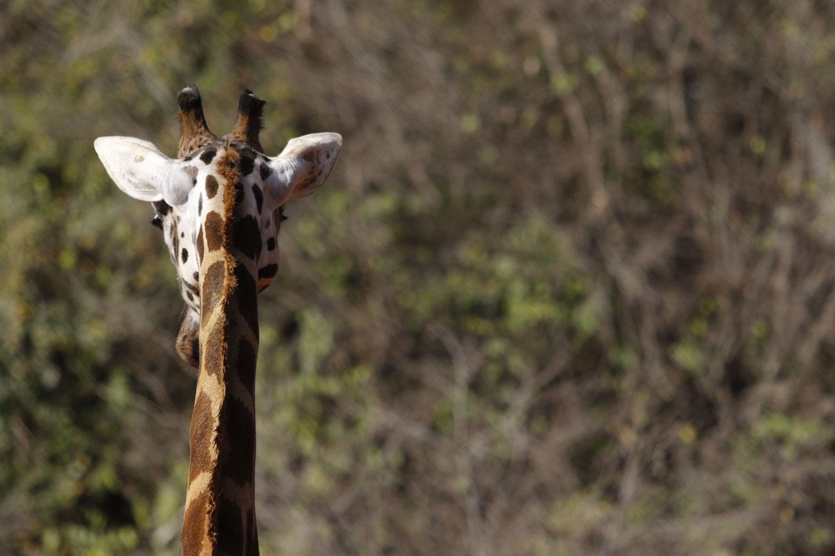 Bulería, la primera jirafa del Zoo de Córdoba Bulería, la primera jirafa del Zoo de Córdoba