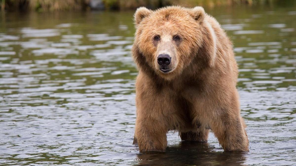 Ejemplar de oso pardo.