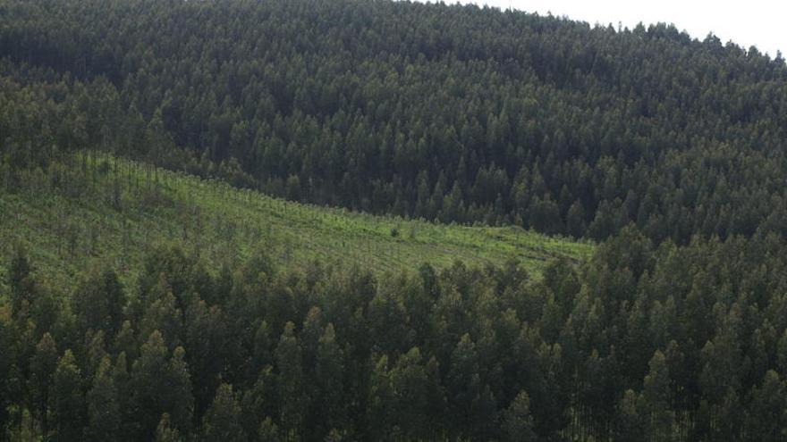 Bosque de eucaliptos en la provincia de A Coruña. la opinión