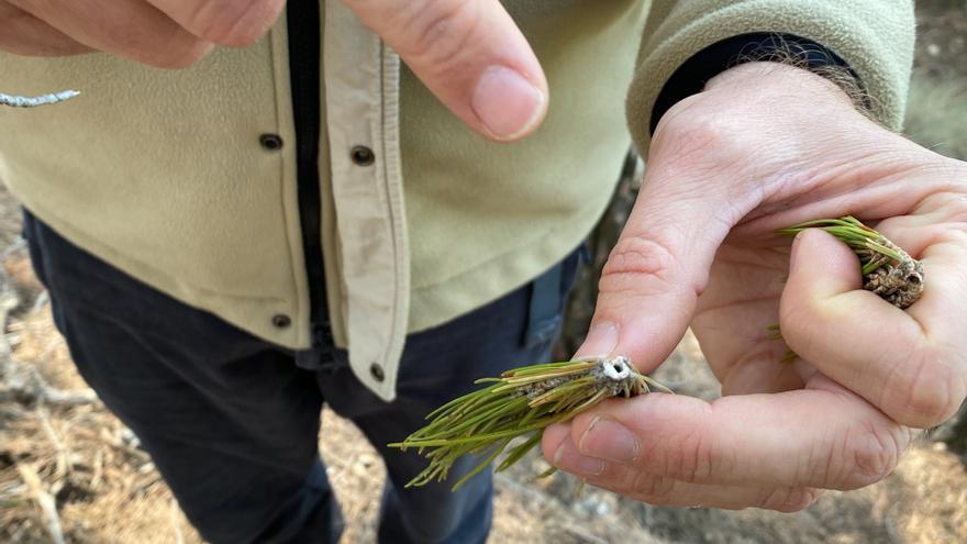 Fulles d'un arbre afectades per una plaga