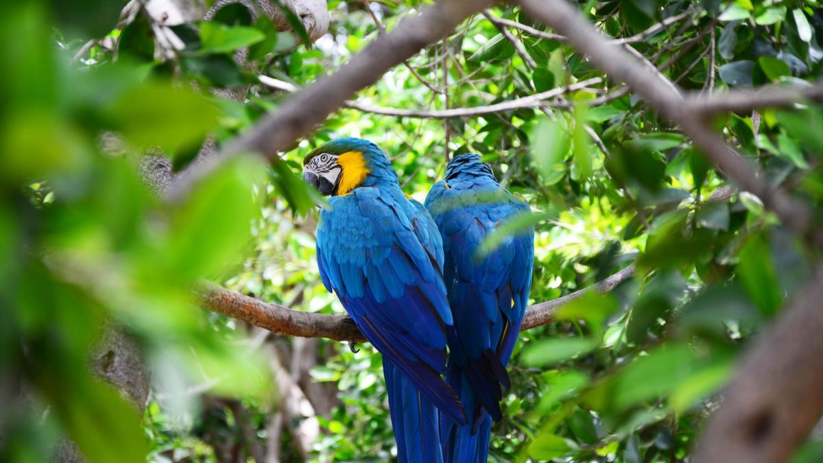 Loros, tucanes e ibis saltan entre las ramas de los árboles y arbustos