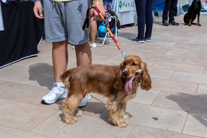 II Feria de Mascotas en Maspalomas