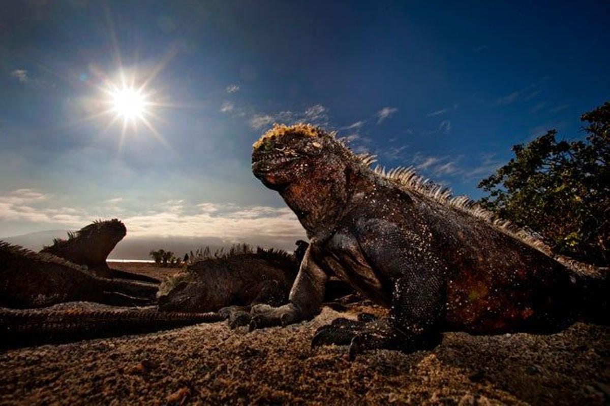 La iguana marina de Galápagos es una especie autóctona del archipiélago que llega a sumergirse 10 metros bajo el agua.