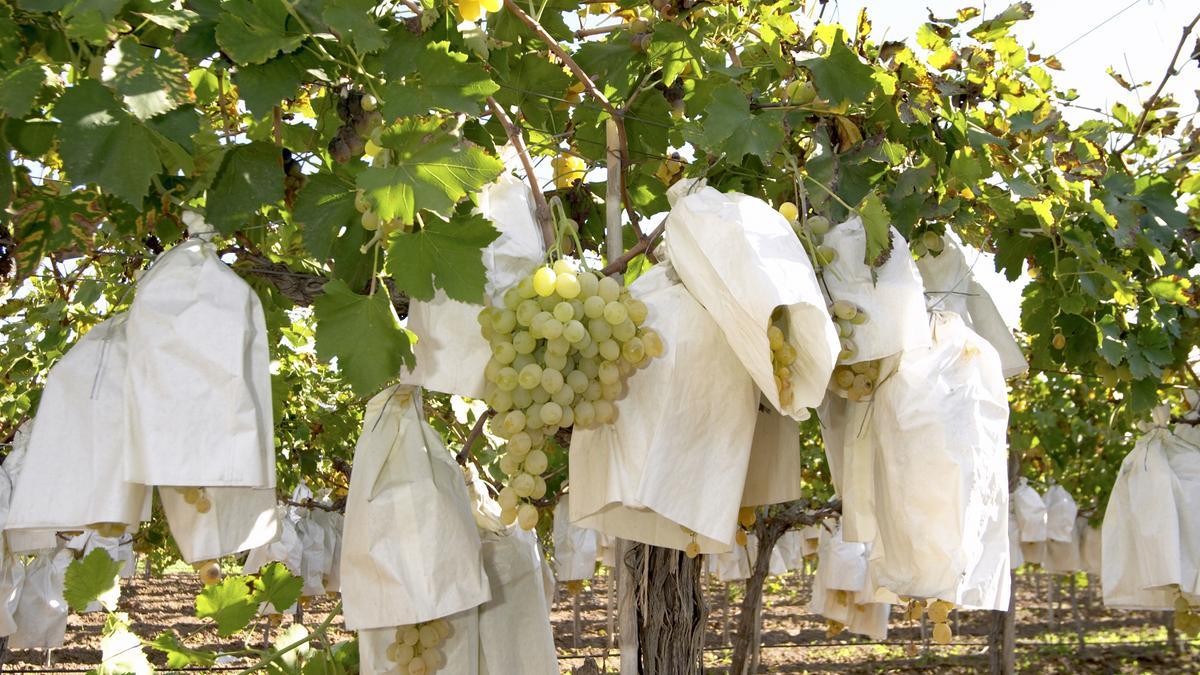 El embolsado de la uva -técnica artesanal tradicional de la zona- es una de las características fundamentales de la uva de Monforte del Cid.