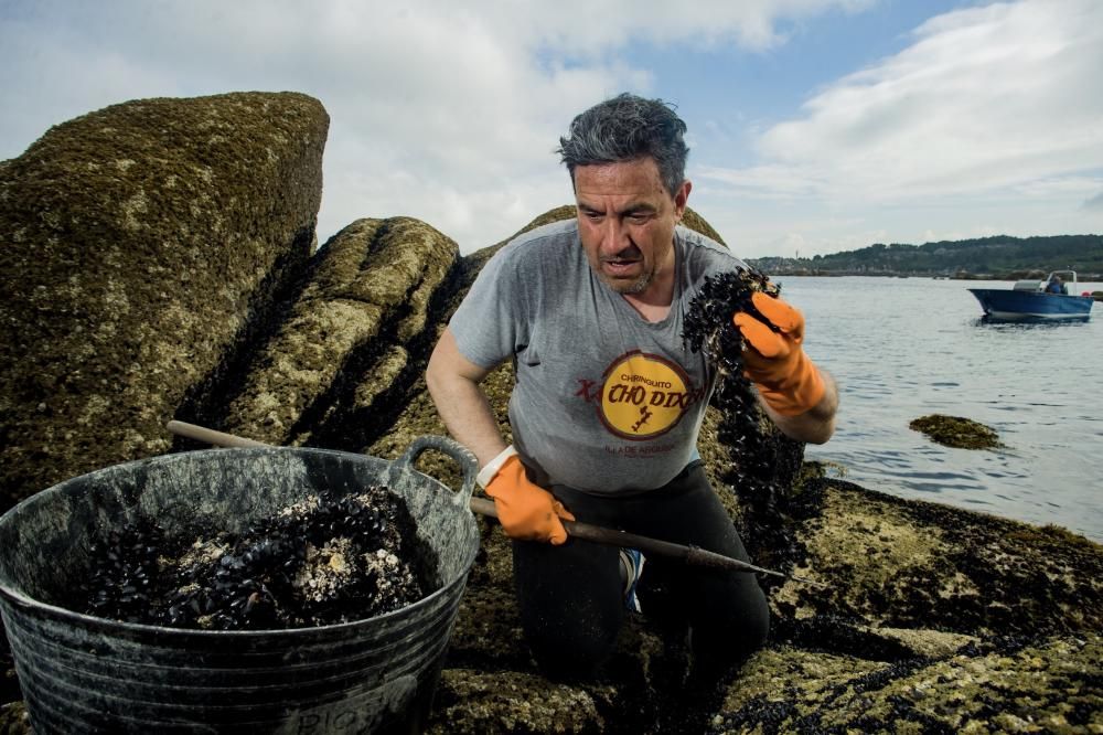 Así recolectan mejilla los bateeiros de Arousa