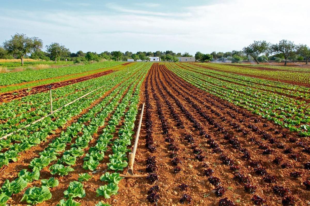 Campo agrícola