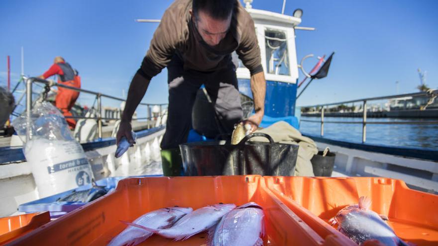 Los precios de los pescados bajan hasta un 60 % en las lonjas