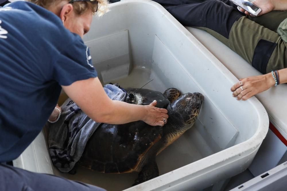 Liberadas tres tortugas en Ibiza