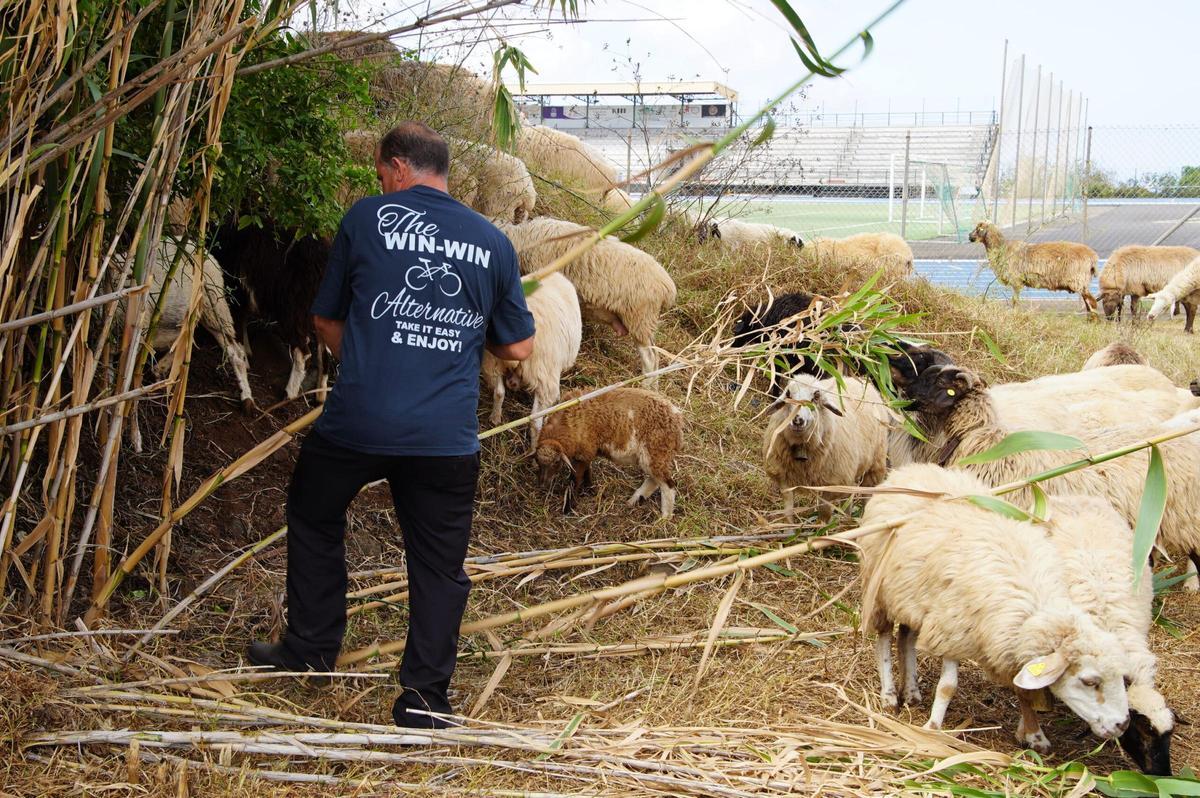el ganadero José Manuel Trujillo junto a sus ovejas mientras pastan.
