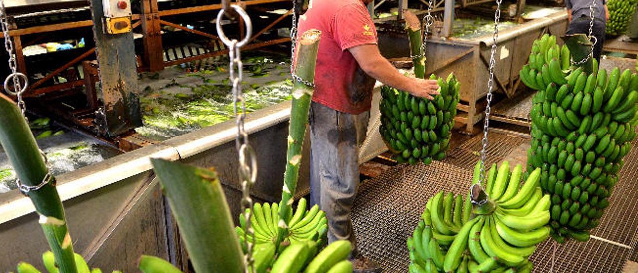 Un operario prepara varias piñas de plátano para su comercialización en las instalaciones de la Cooperativa Agrícola del Norte de Gran Canaria, ayer.