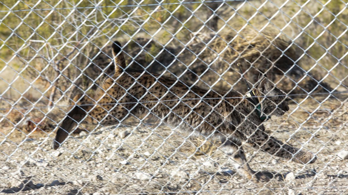 Uno de los linces ibéricos soltados en Lorca.