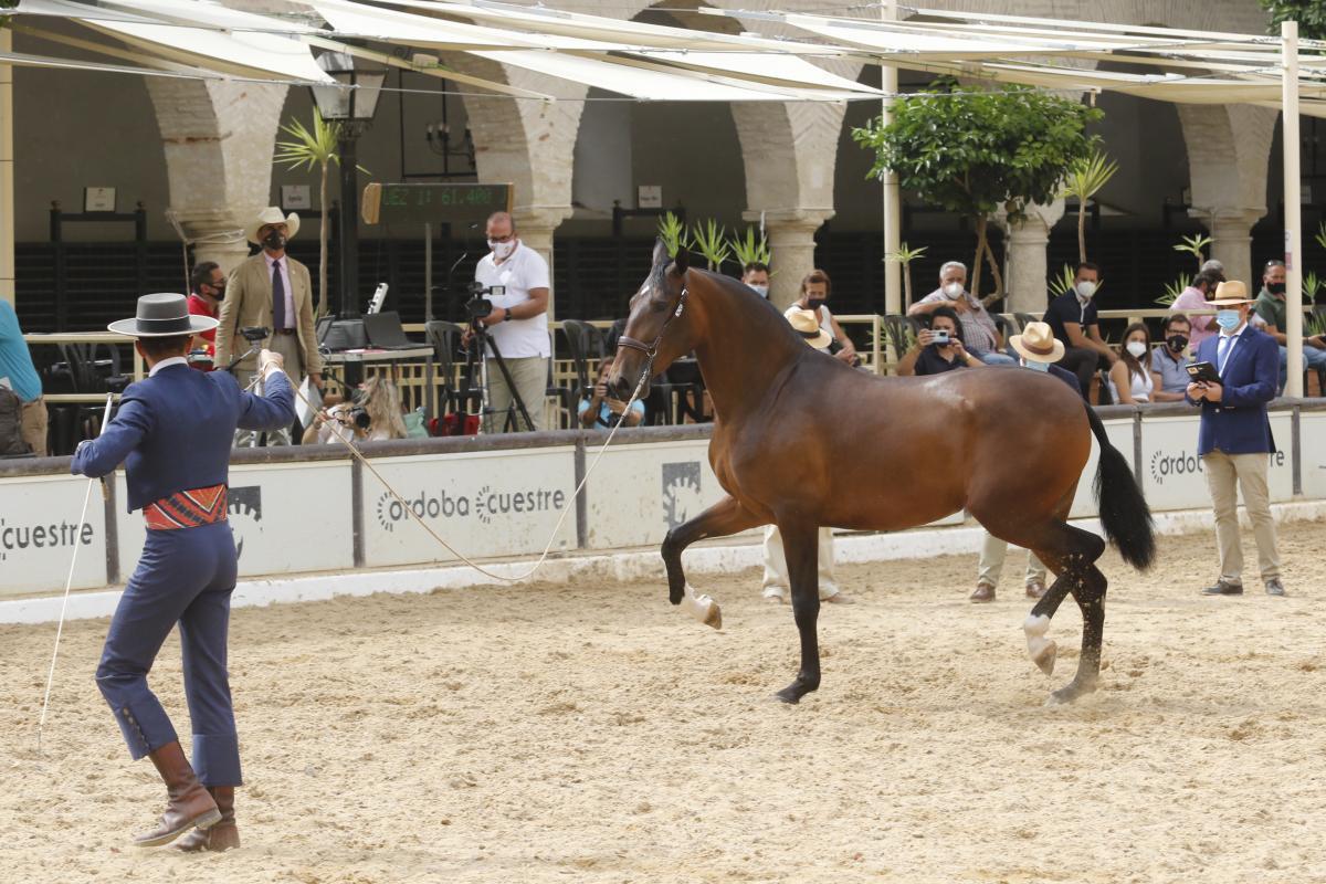 Primer día de Cabalcor y del concurso morfológico