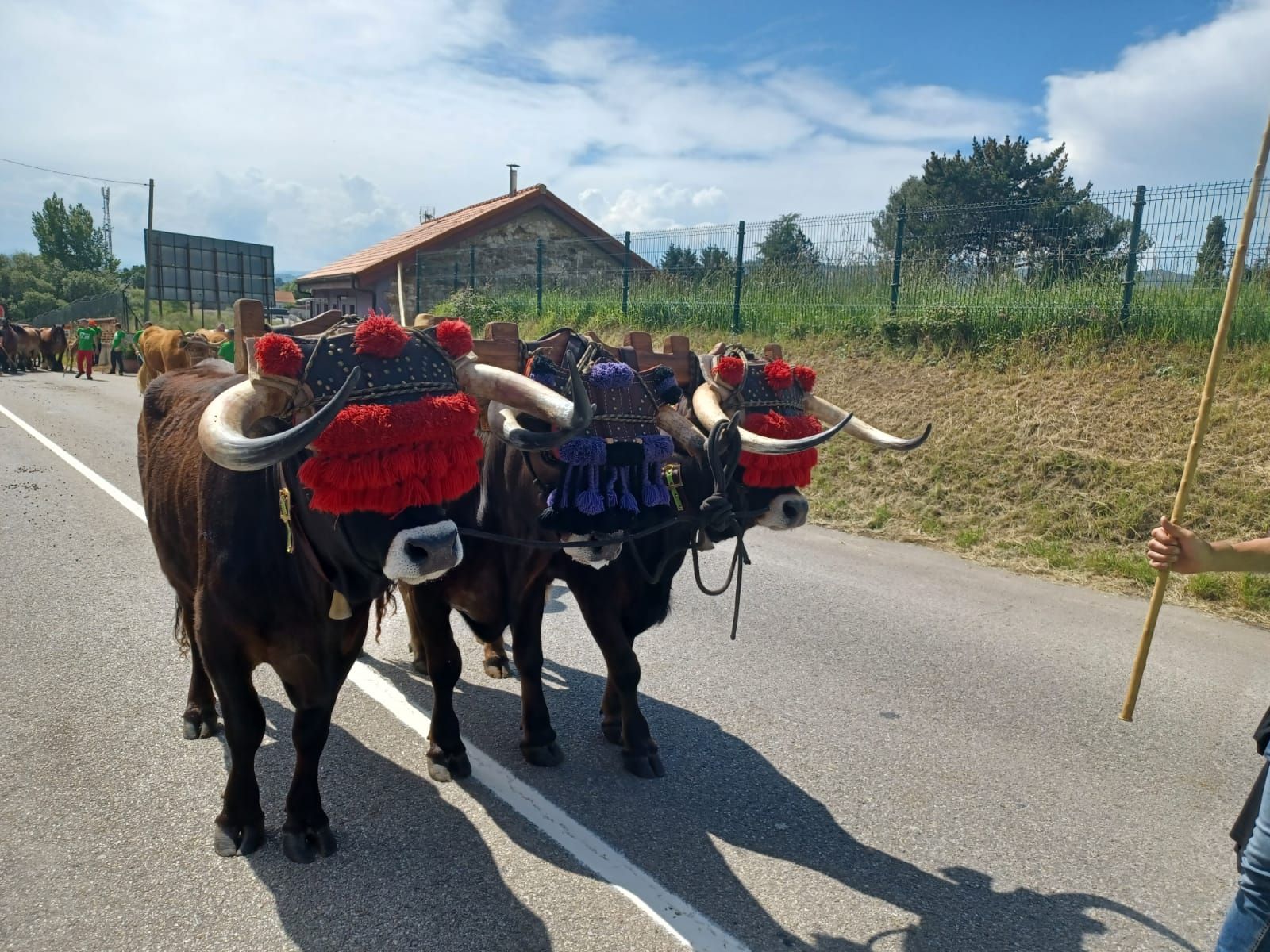 Espectáculo del campo en Llanera: el desfile de San Isidro llena las calles de la mejor tradición ganadera