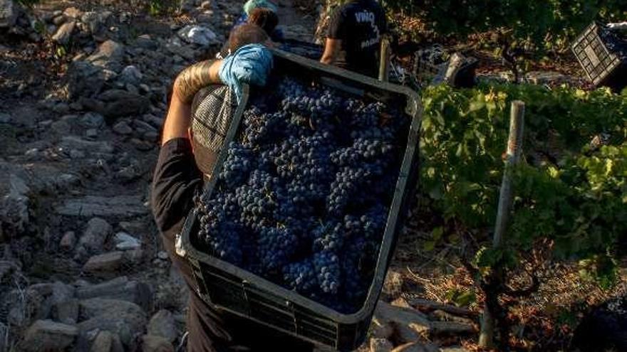 Recolección de uva en la Ribeira Sacra. // FdV