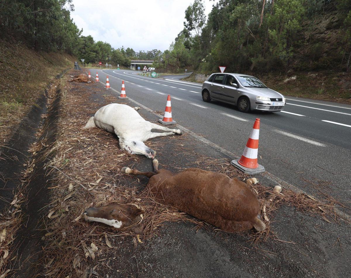 Tres caballos muertos tras un accidente en la Variante de Marín en septiembre pasado.