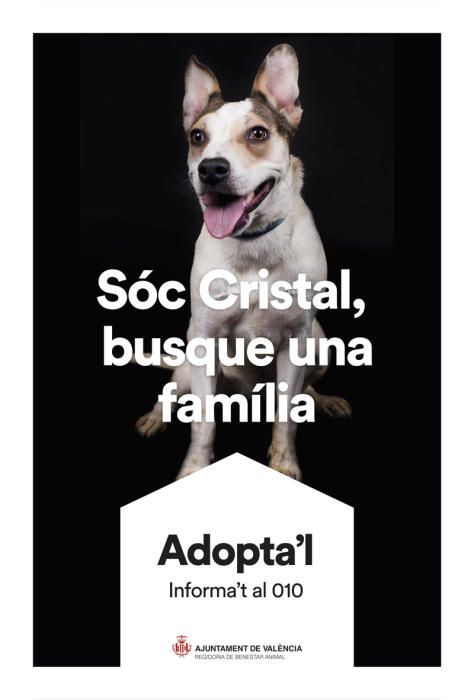 València pone cara y nombre a los perros de Benimàmet que buscan familia de adopción