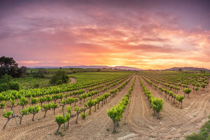 El pueblo está rodeado de viñedos que le imprimen un caracter mágico.