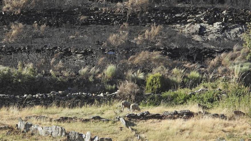 Dos ovejas pastan en el borde del verde, en Vilariño. |   // F. CASANOVA