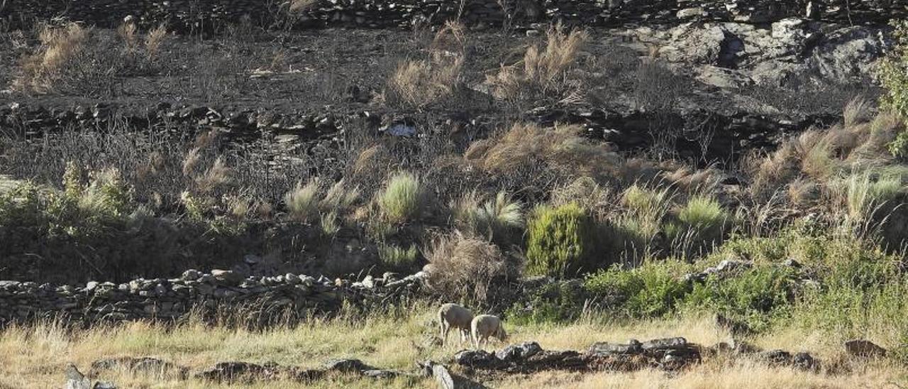 Dos ovejas pastan en el borde del verde, en Vilariño. |   // F. CASANOVA