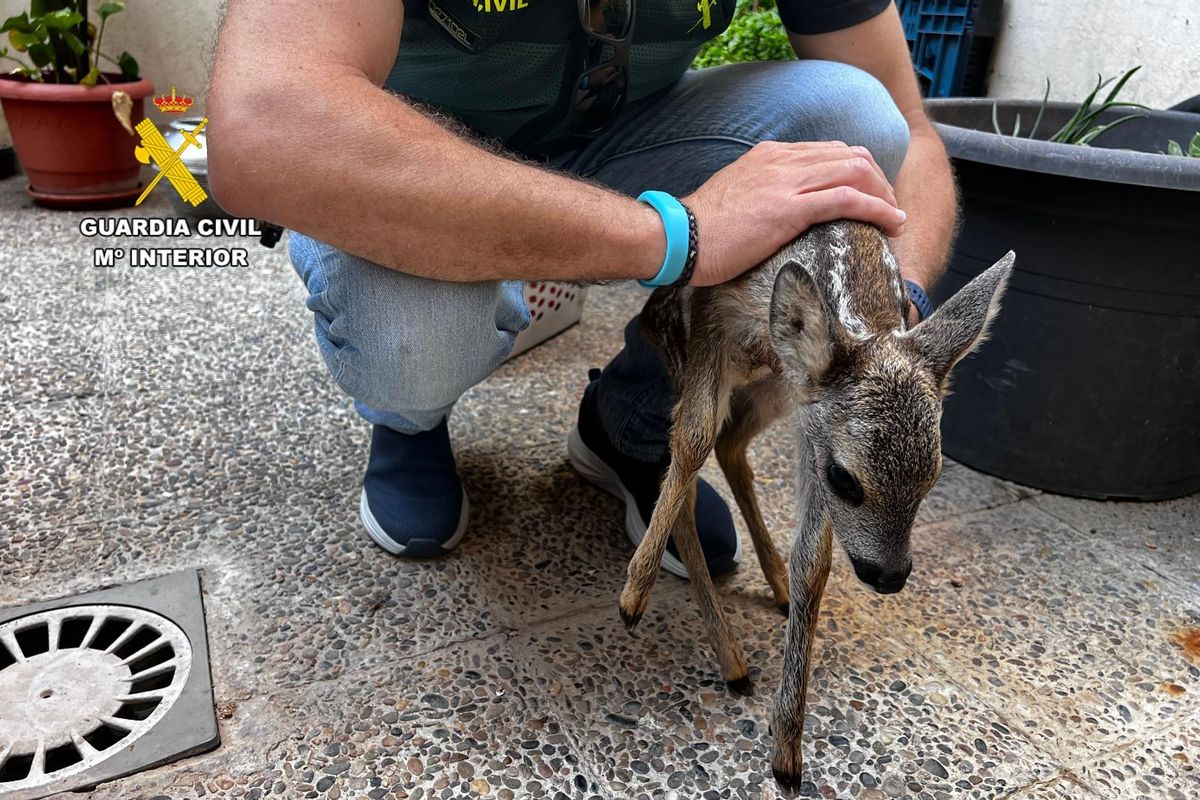 La cría de corzo rescatada por el Seprona de la Guardia Civil.