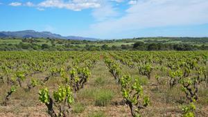 Viñas en Peralada (Alt Empordà)