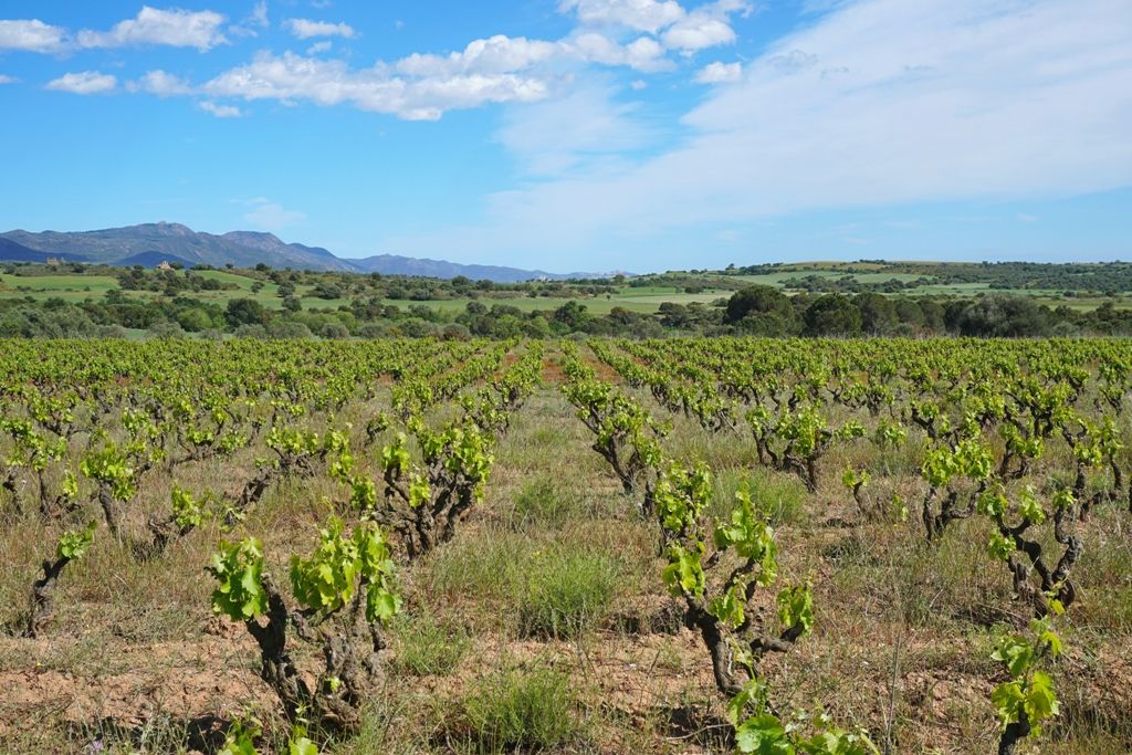 Viñas en Peralada (Alt Empordà)