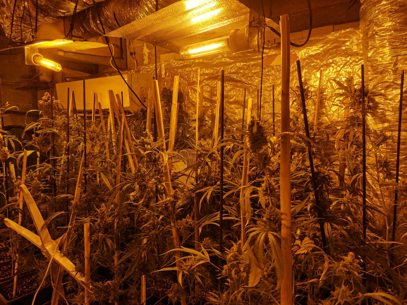 Troben un cultiu de més de 600 plantes de marihuana en l'annex d'una casa a Vilabertran