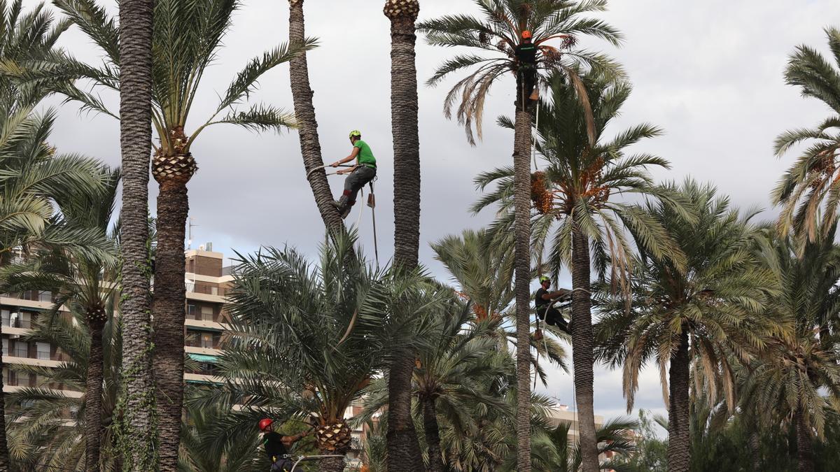 Un palmerero podando un ejemplar del Palmeral Histórico de Elche en los últimos días