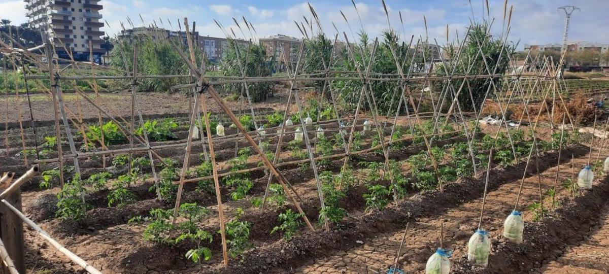 Tomateras hechas con cañas.
