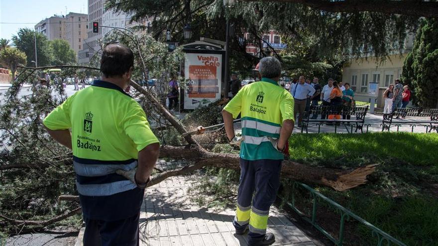 Heridas leves tres mujeres al caer sobre ellas las ramas de un árbol