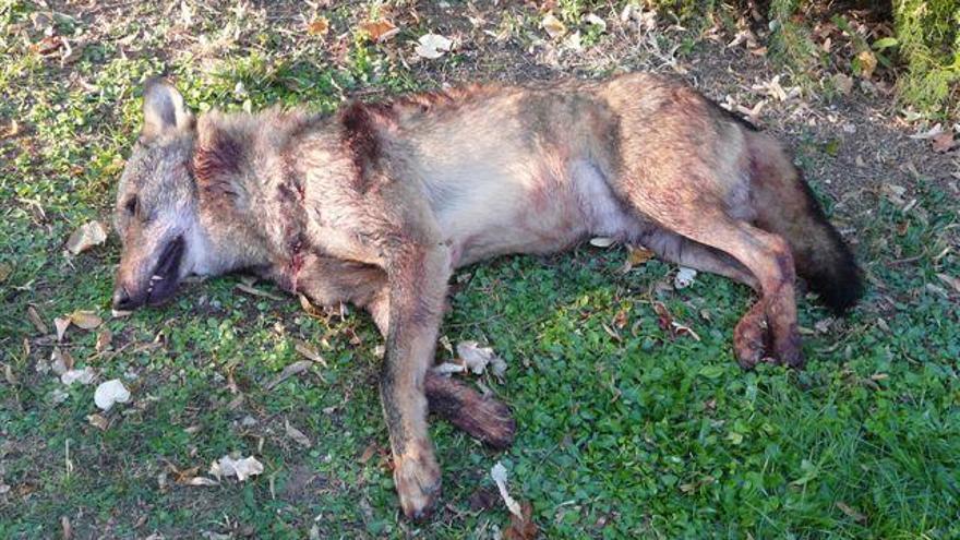 Ejemplar de lobo abatido hace años en la Guareña.