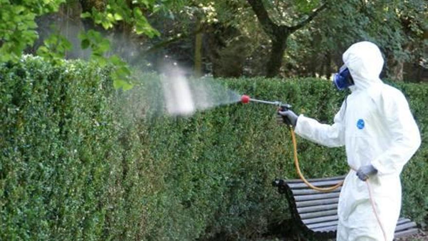 Acció contra l&#039;eruga defoliadora del boix a Olot.