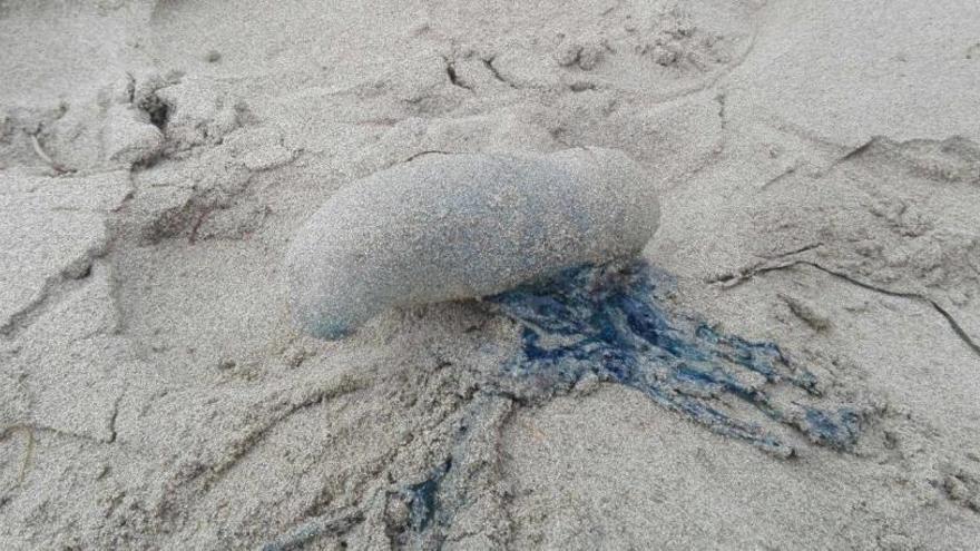 Reabren al baño la playa de ses Salines tras la presencia de carabelas portuguesas