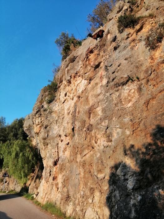 Alarma en Galilea por una cabra encaramada al borde de la carretera