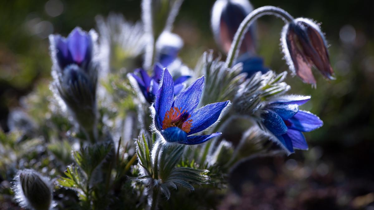 PLANTAS DE INTERIOR | Anémona, una de las flores más vistosas que puedes  cultivar en casa