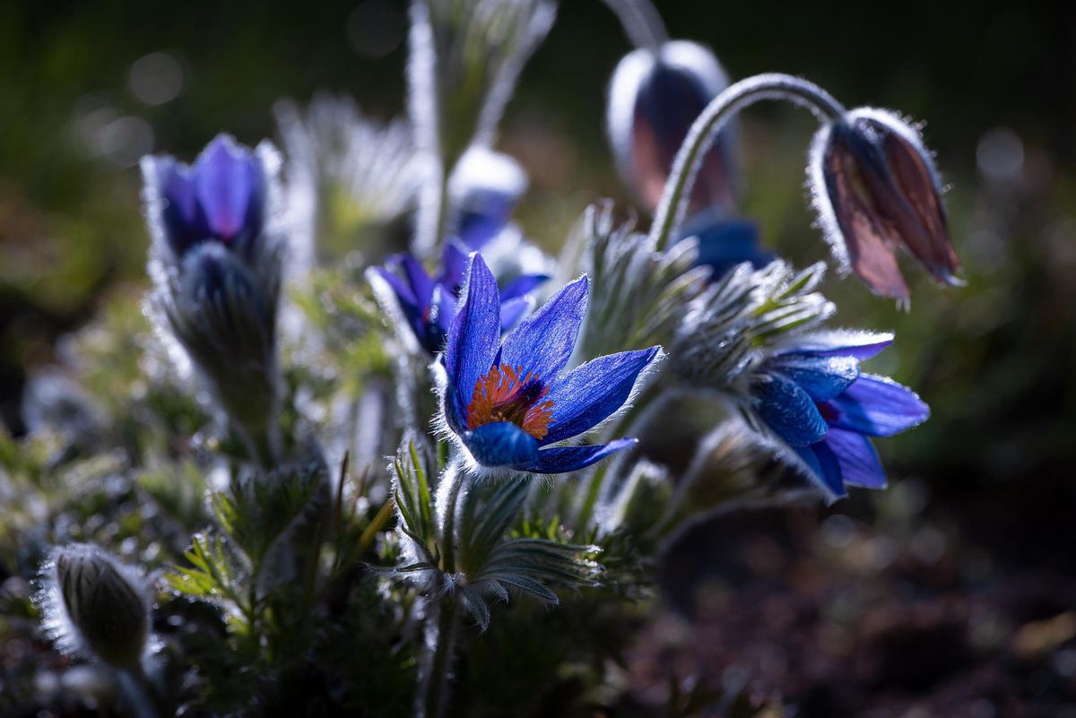 La flor de la anémona puede ser de diferentes colores
